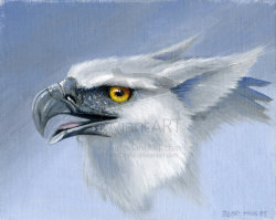 griffins-unicorns:  Gryphon, by FrostDrake 