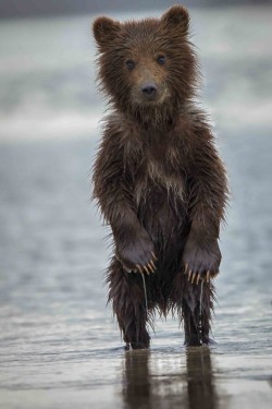 thepredatorblog:  beautiful-wildlife:  Baby Bear, Alaska by Phil