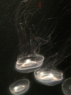 goldippedho:  Jellyfishes are so pretty!!! 