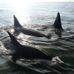 russianorcas:  Wild russian orcas near Magadan, Sea of Okhotsk.Source: