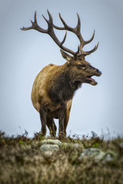 this-is-wild:  (via Master Bugler by Steve Sinnock / 500px) 