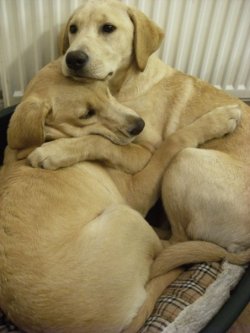 awwww-cute:  Here is one of my dogs comforting her sister during