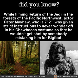 did-you-kno: While filming Return of the Jedi in the  forests