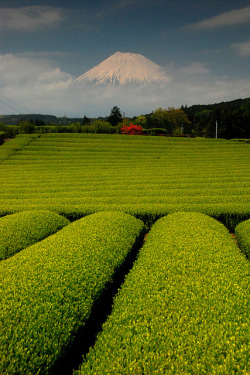 lifeisverybeautiful:  Mt. Fuji and tea farm from Shizuoka  Mt.