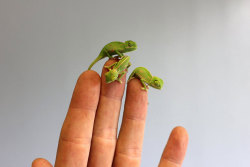 awwww-cute:  Newly-hatched baby chameleons at Taronga Zoo, Australia