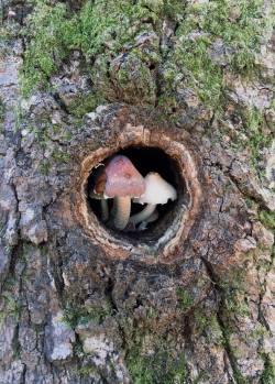 botanical-photography:  Mushrooms Growing in a Tree Nook [2778x3883]