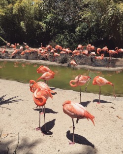 Flamingo’s