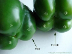 weightwatcherqueen:  Terrific Tip: Flip the bell peppers over