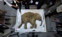 wildcat2030:   Woolly mammoth DNA may lead to a resurrection