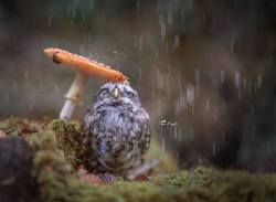 namk1:    A beautiful tiny owl taking shelter from the rain underneath