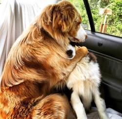 awwww-cute:  “We’re going to the park not the vet I swear”
