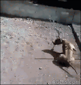 4gifs:  And that was the last day that he taunted a dog.  I wonder