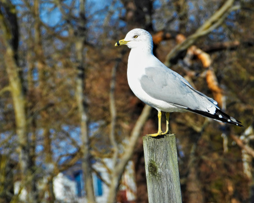birbmania:  Herring gull … Cupola Park, Millsboro, Delaware