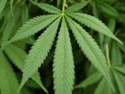 weedporndaily:  Ill. Medical marijuana applications top 2,000