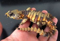 catsandcunts:  in-creible:  Dragon Cordylus cataphractus surplus.