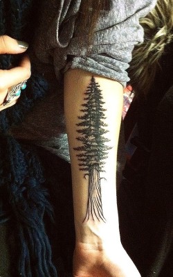 mydreamisnear:  tree