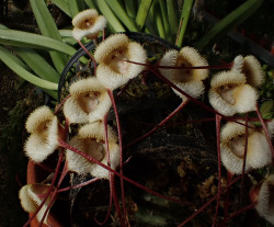 orchid-a-day:  Dracula saulii (Return of the Ikea monkey!) December