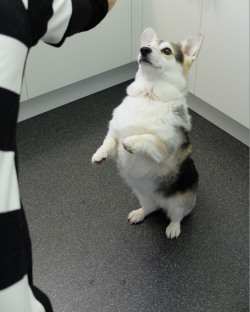 corgiaddict:  Pochi defying the law of gravity… “Anything