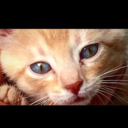 #cateyes #animallover #catlover #kitten #babycat #lilboy  https://www.instagram.com/p/BpiHpUvltpd/?utm_source=ig_tumblr_share&igshid=1aqh1uo00znwp