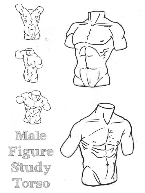 anatoref:  The Male TorsoTop ImageRow 2 - 5Row 6Bottom Image 