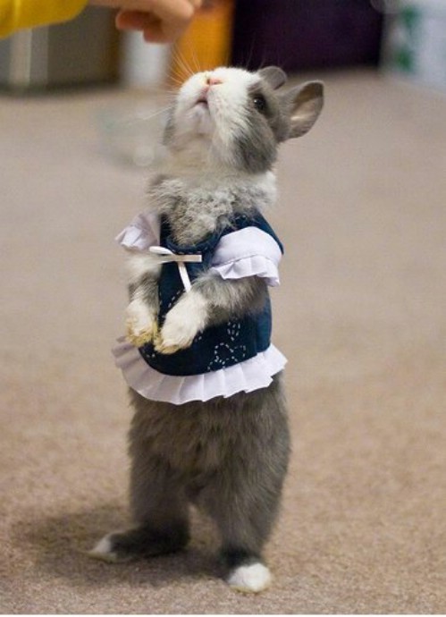 dustidustbunni.tumblr.com/post/85004235134/