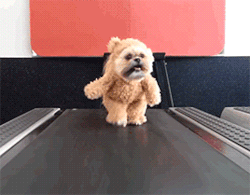 mashable:  If this video of Muchkin the shih tzu dressed as a
