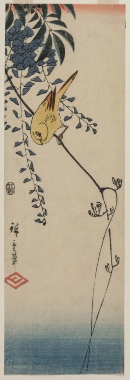 cma-japanese-art:Canary and Wisteria, Ando Hiroshige, mid-1840s,