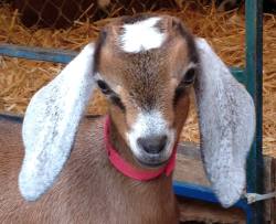 babygoatsandfriends:  Blossom-Thyme Dairy Goats