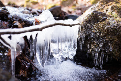 shotsinnature:  Ice - by Cody Calhoun Canon 6D 35mm f/2 