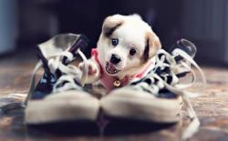 dog | Tumblr @weheartit.com http://whrt.it/VK5CPi