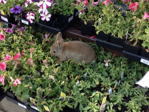 quakeponi:  verylittlebird: rendigo:  topographygo:  neshasha:  There was a bunny at Lowes today eating all the flowers  haha u go lil bunfight the power  live the dream, small friend   a criminal  a good bun