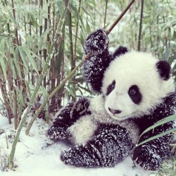 Lazy Sunday #panda #cute #instagood #likeforlike #pandabear #asians