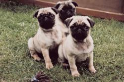 My Pug Obsession