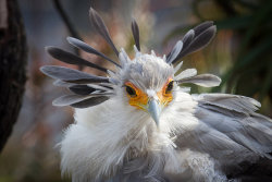 sdzoo:  Secretary Bird Stunning! Well done Bob Worthington. 