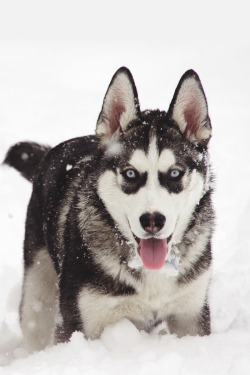 envyavenue:  Husky in the Snow | Photographer