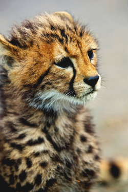 jrxdn:  Cheetah Cub