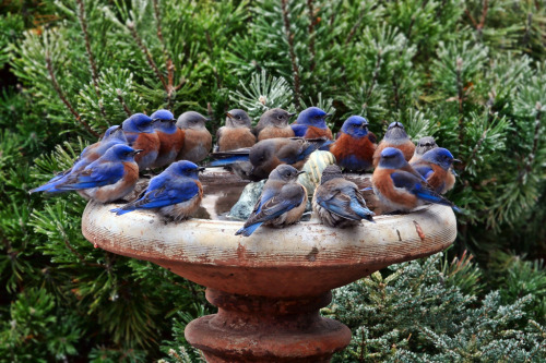 whatsoeverislovelyandpure:  Bluebird Garden Party.  