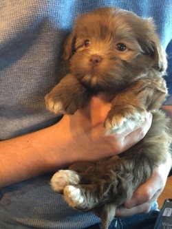 awwww-cute:  He doesn’t have a name yet, but my parents got