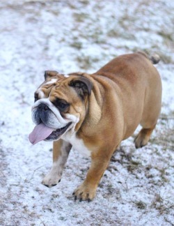 worldofbulldog:❄️snow days❄️