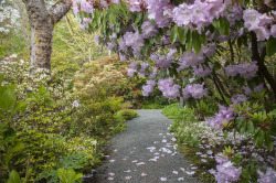 90377:  Pink Azalea with Rhododendrons, Darts Hill by Scarlet