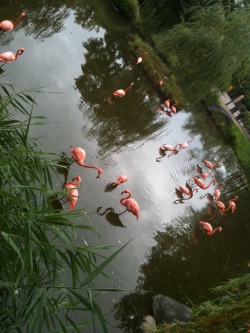 acidicmoons:  The flamingos are so cuteee