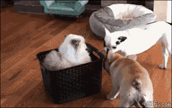 4gifs:Clyde, a Himalayan cat, watches with disdain as dogs struggle