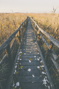 elenamorelli:  { wood and leaves and reeds }