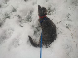 Steve Rogers’s first time in the snow, ever I thought he’d