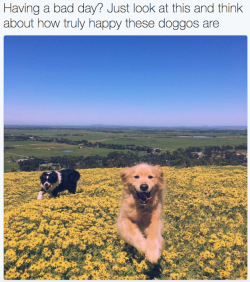 babyanimalgifs:  Oh happy days.