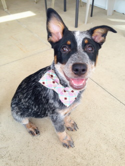 aubreylynna:  Tim, the Australian Cattle DogFollow @ tntadventures