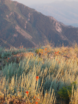 geographilic: Sagebrush and Indian paintbrush, Wellsville Mountain