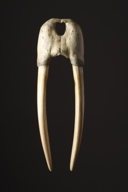 Arctic Walrus Skull, Odobenus Rosmarus