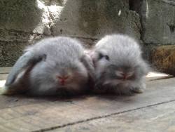 torpengromantikoo:  My 3 weeks old Lion Lop bunnies. Ang cute