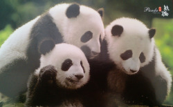 giantpandaphotos:  Via Rikenwa. 